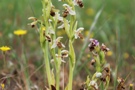 Ophrys umbilicata